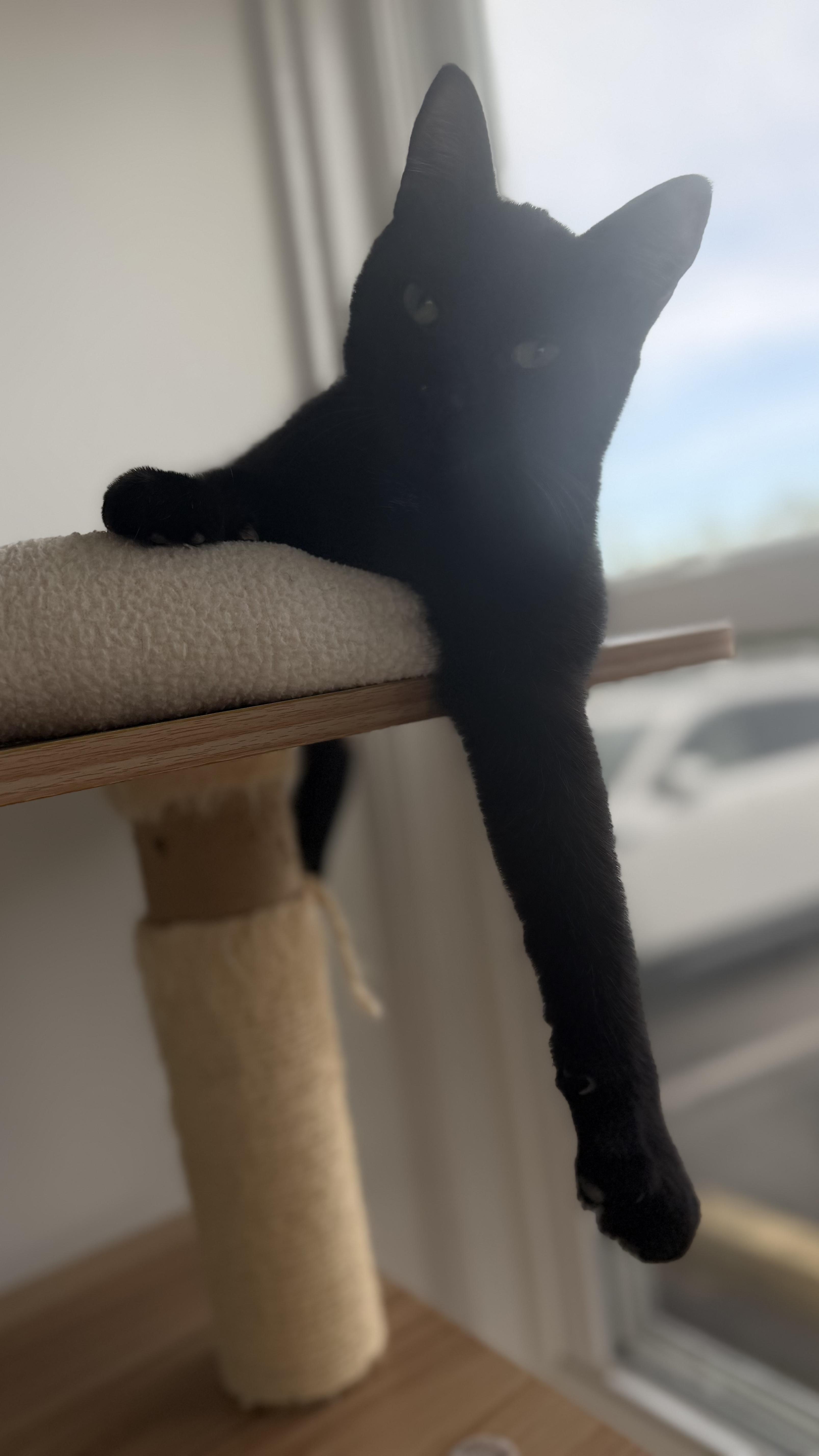 A young medium-sized female Black American Shorthair cat named Gloria for adoption in Hull, MA