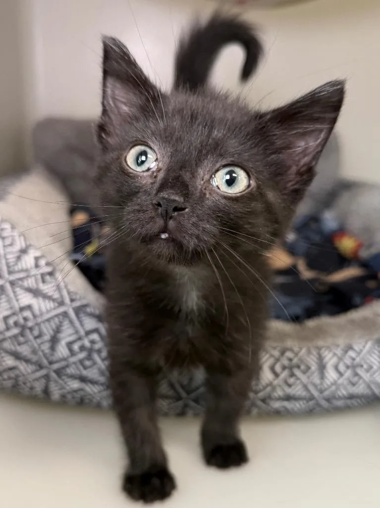 A baby medium-sized female Domestic Short Hair cat named Hiccup for adoption in Menomonie, WI