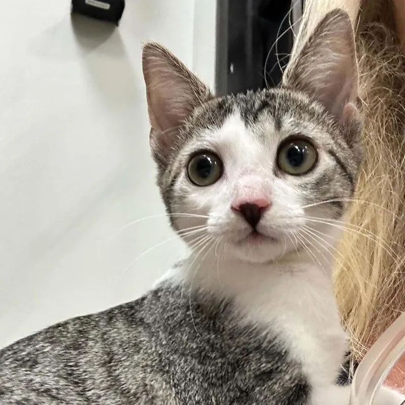 A baby small-sized female Gray / Blue / Silver Domestic Short Hair cat named Boba for adoption in Williston, FL