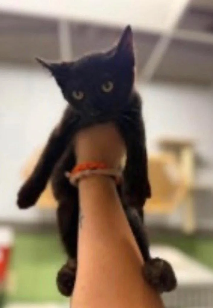 A baby medium-sized male Black Domestic Short Hair cat named Briar for adoption in Cromwell, KY