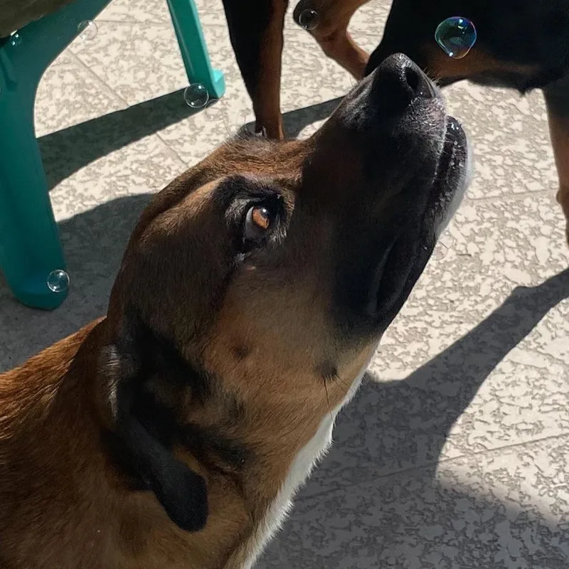 A senior large-sized male Brown / Chocolate Black Mouth Cur dog named Bua for adoption in Orlando, FL