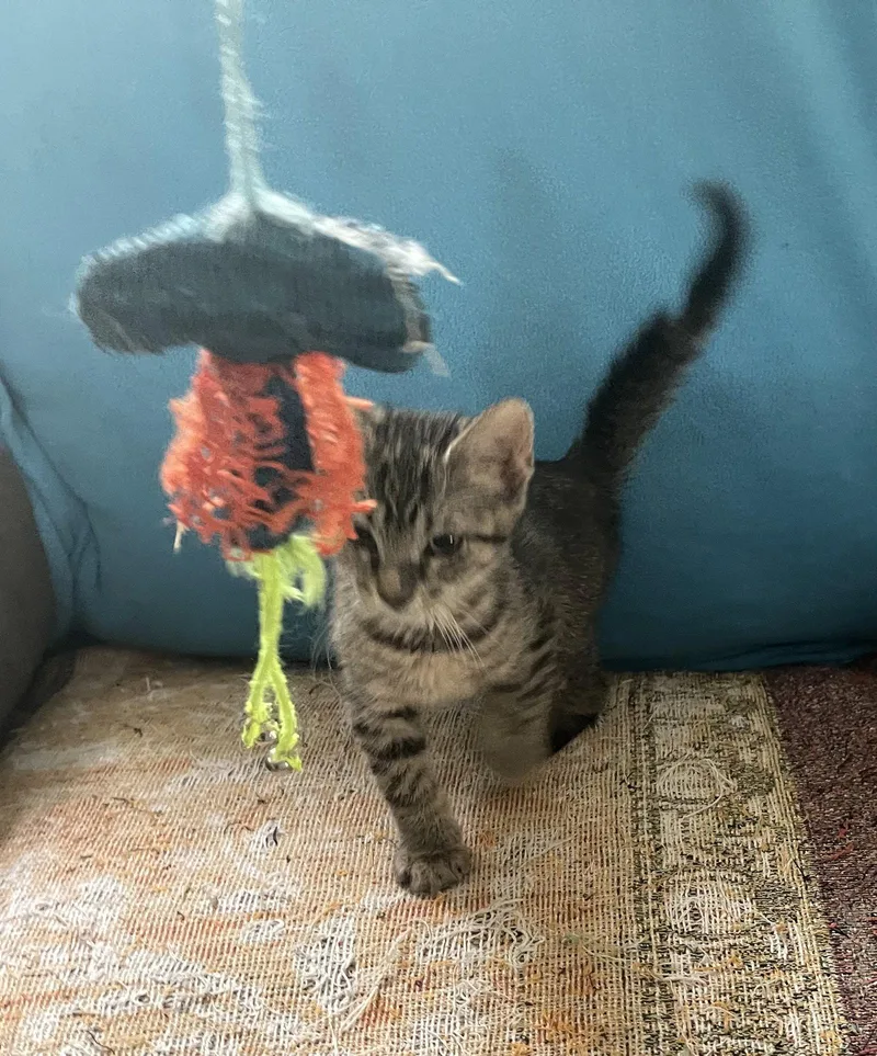 A baby medium-sized male Brown / Chocolate Domestic Short Hair cat named Max for adoption in Oviedo, FL