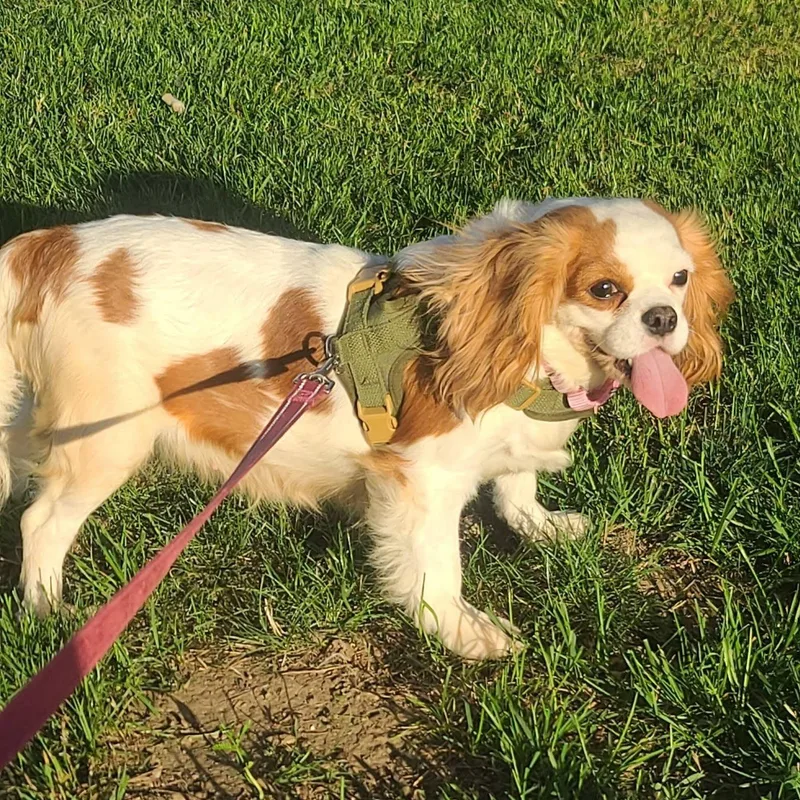A young small-sized female Cavalier King Charles Spaniel dog named Java for adoption in Hartland, WI