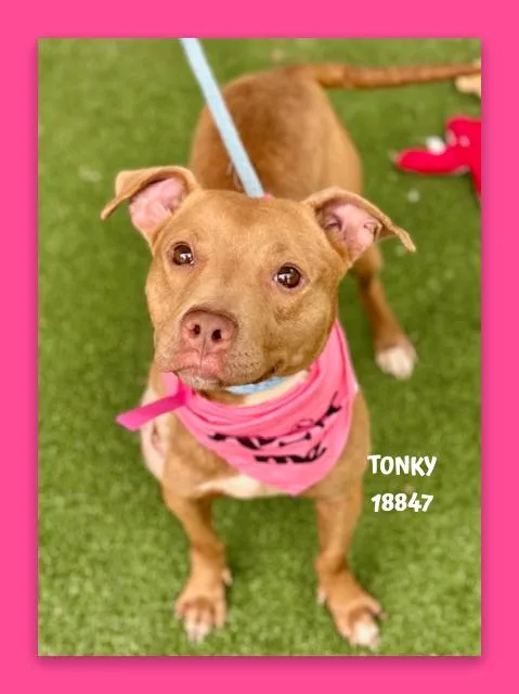 An adult medium-sized female Red / Chestnut / Orange Pit Bull Terrier dog named Tonky for adoption in Marietta, GA