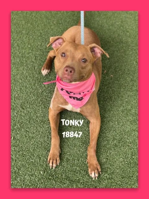 Tonky thumbnail 2