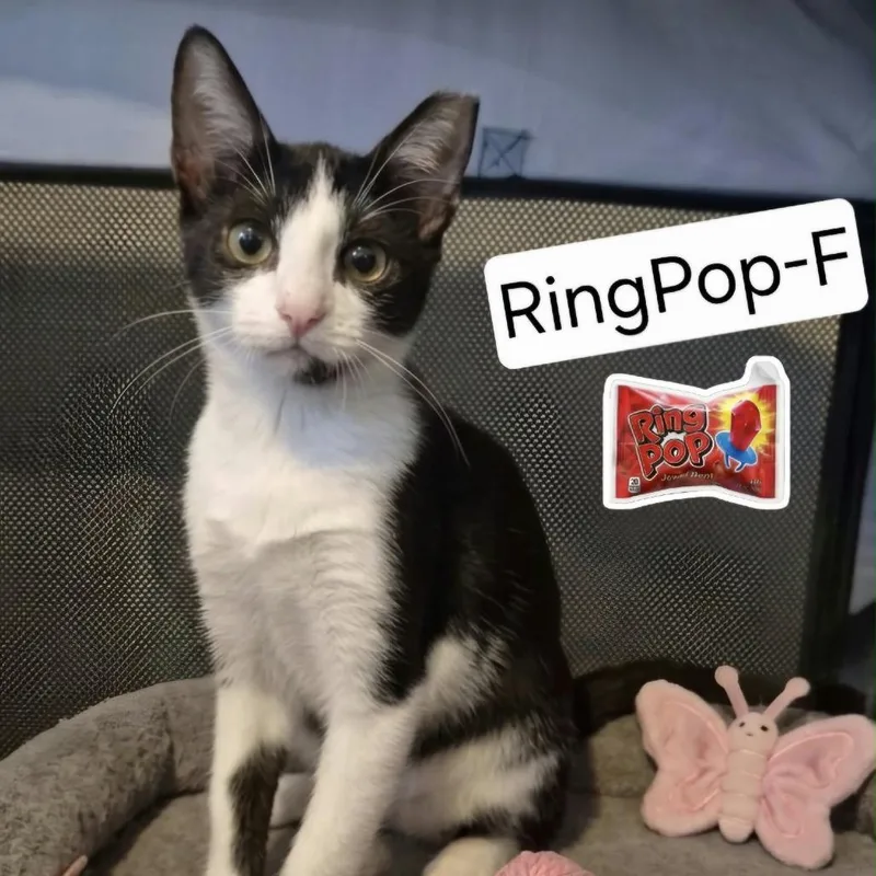 A baby small-sized female White Domestic Short Hair cat named Ring Pop for adoption in Lutz, FL