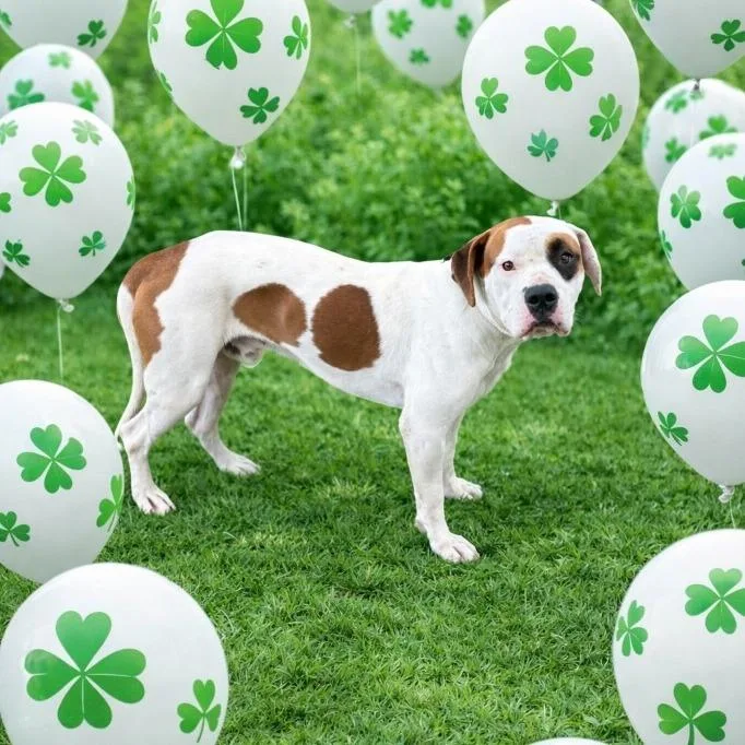 An adult medium-sized male White / Cream Mixed Breed dog named Eddy for adoption in Sarasota, FL