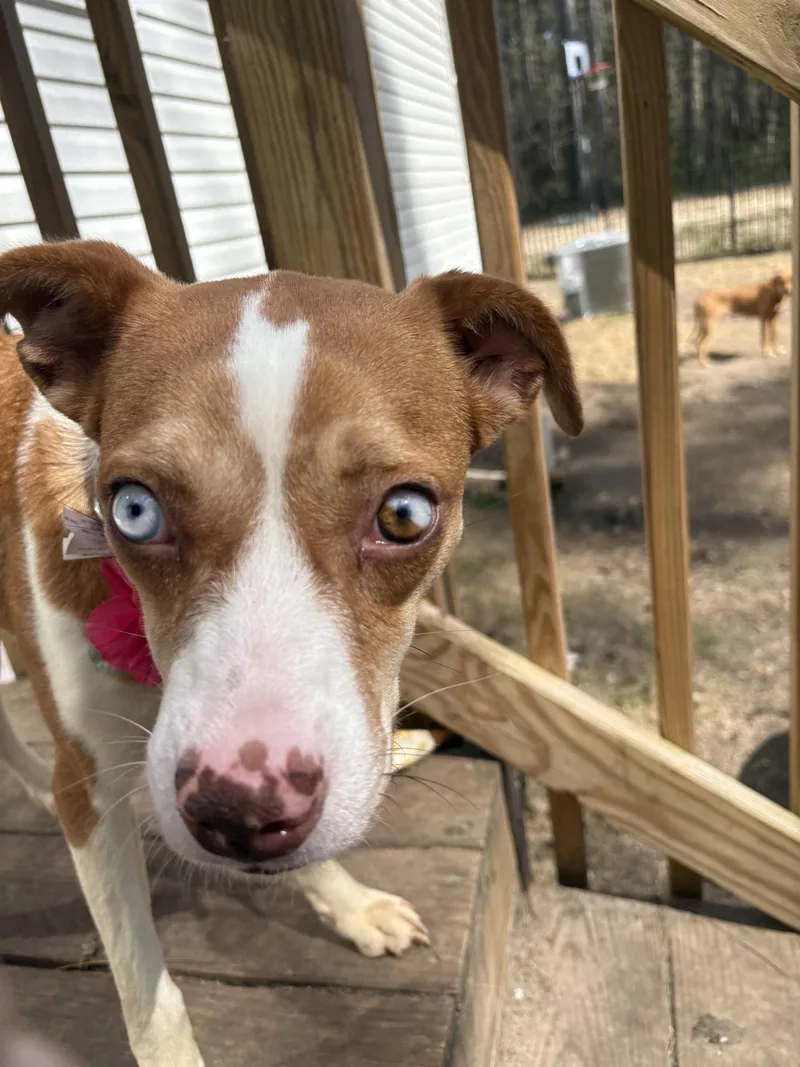 An adult medium-sized female Australian Cattle Dog / Blue Heeler dog named Charlotte for adoption in Mount Pleasant, SC