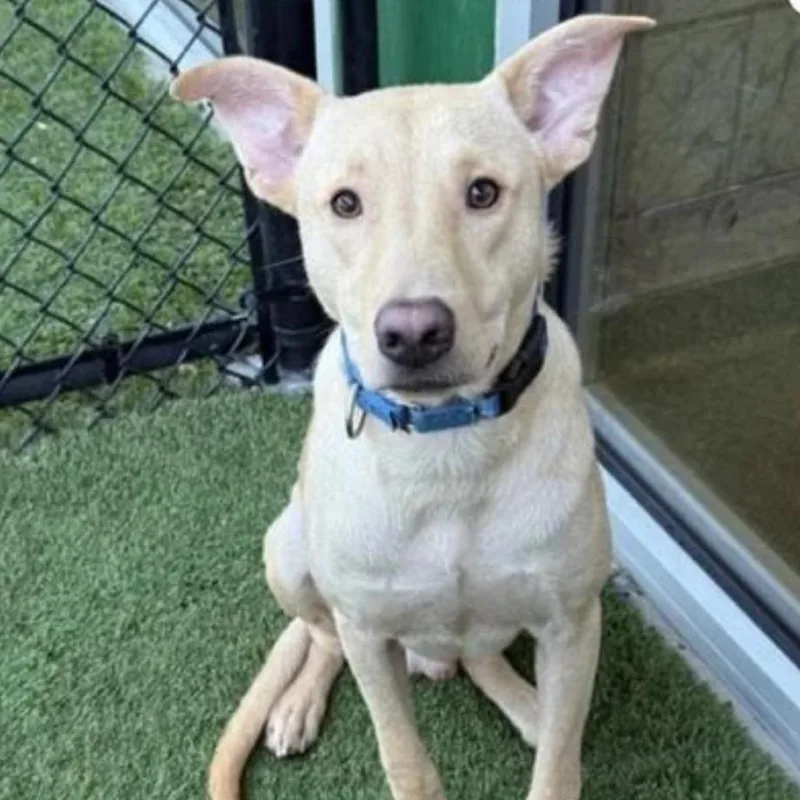 An adult medium-sized male Yellow / Tan / Blond / Fawn Yellow Labrador Retriever dog named Goofy for adoption in Nampa, ID