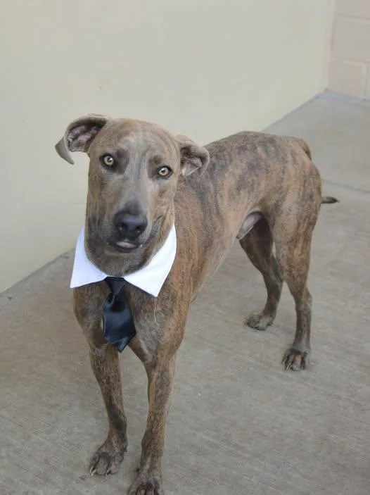 A young large-sized male Weimaraner dog named Ranger for adoption in McKinney, TX
