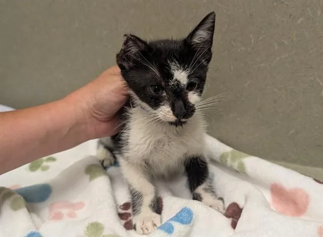 A baby small-sized male Domestic Short Hair cat named A for adoption in Moreno Valley, CA