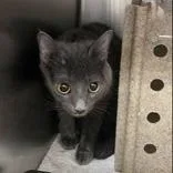 An adult medium-sized female Gray / Blue / Silver Domestic Short Hair cat named Teefs for adoption in Lansing, MI