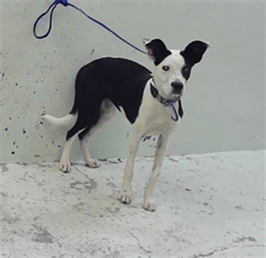 A young medium-sized male American Staffordshire Terrier dog named Karlito for adoption in Houston, TX