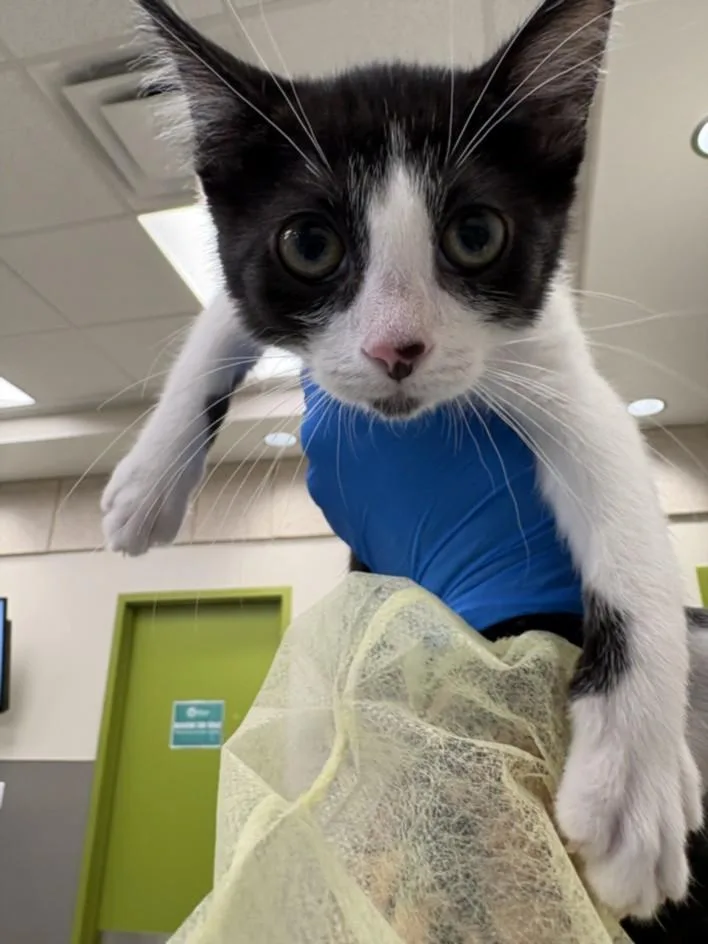 A baby small-sized female Domestic Short Hair cat named Lucy for adoption in Las Vegas, NV