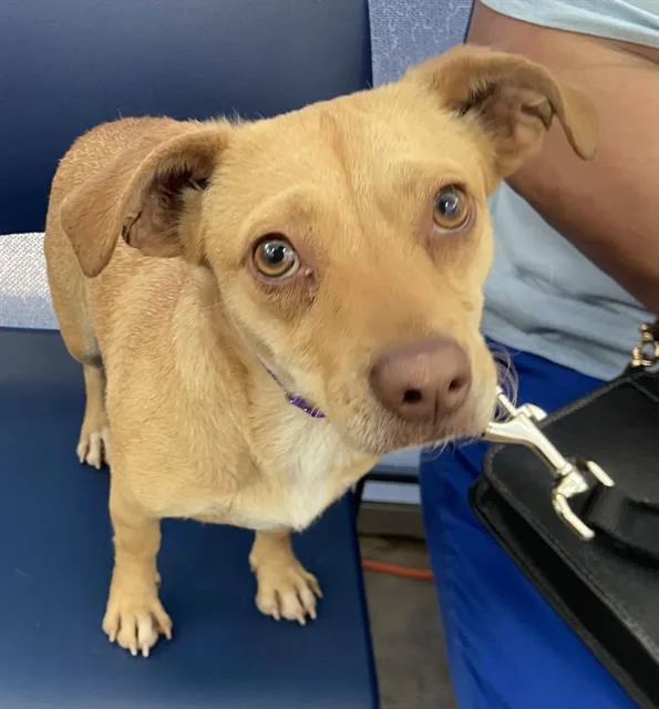 A young small-sized female Mixed Breed dog named Ruby Dean for adoption in Dallas, TX