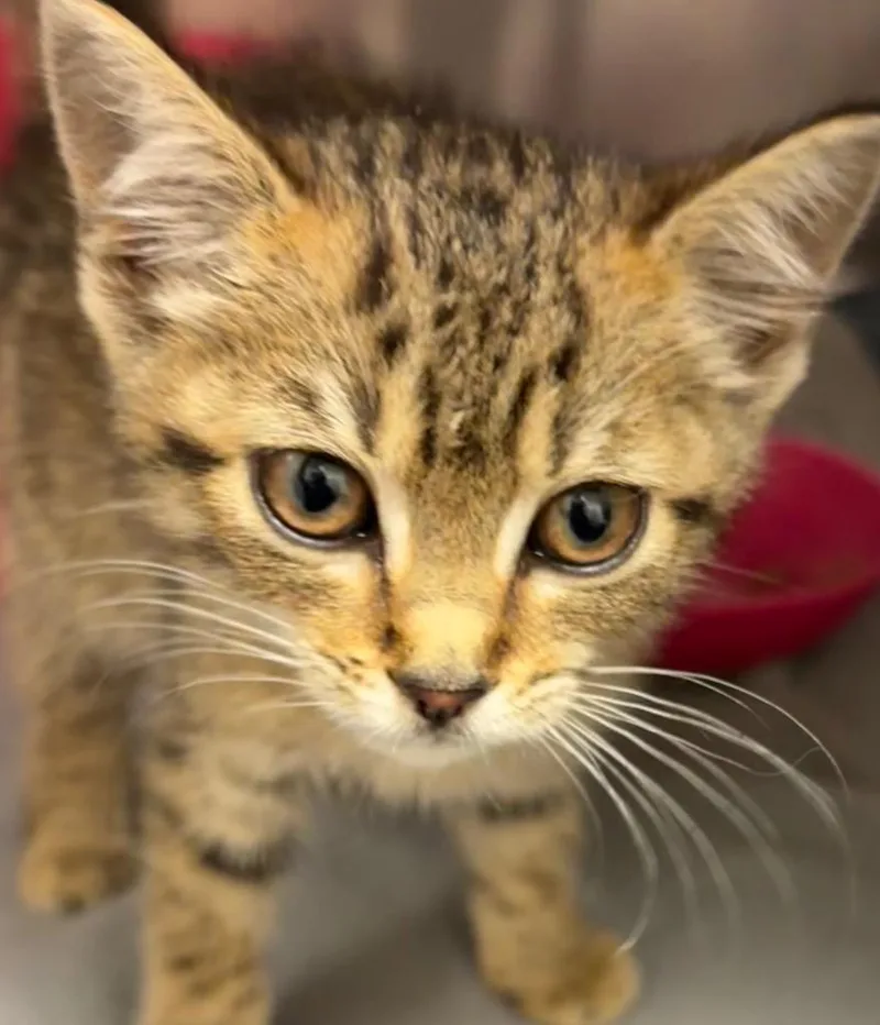 A baby small-sized female Domestic Short Hair cat named Carmen for adoption in Elizabethton, TN