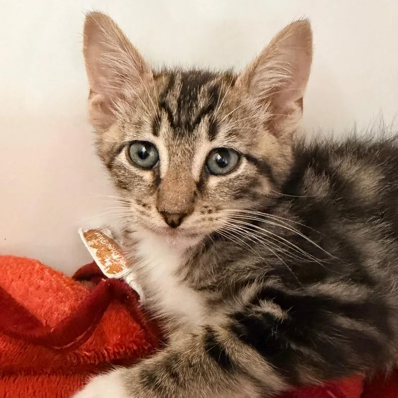 A baby small-sized male Gray / Blue / Silver Domestic Short Hair cat named Vinny for adoption in Kyle, TX