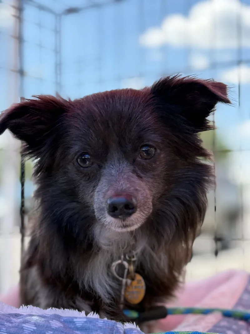 An adult small-sized male Pomeranian dog named Frost for adoption in Zimmerman, MN
