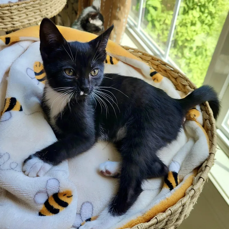 A baby small-sized female Black & White / Tuxedo Domestic Short Hair cat named Trifle for adoption in Richmond, VA