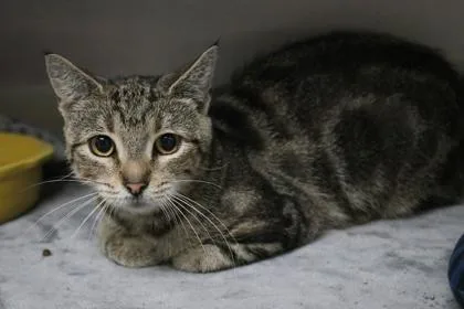 An adult large-sized female Domestic Short Hair cat named Pixie for adoption in Brunswick, GA