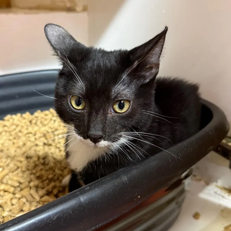 A baby small-sized male Black Domestic Short Hair cat named Kuro for adoption in Hamburg, NY