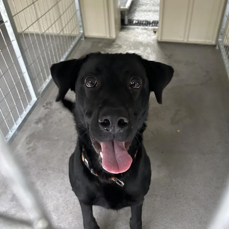 A young large-sized male Black Labrador Retriever dog named Cole for adoption in Moravia, NY