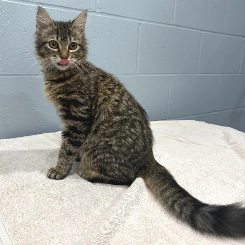 A baby small-sized female Brown / Chocolate Domestic Long Hair cat named Zahra for adoption in Cabot, AR