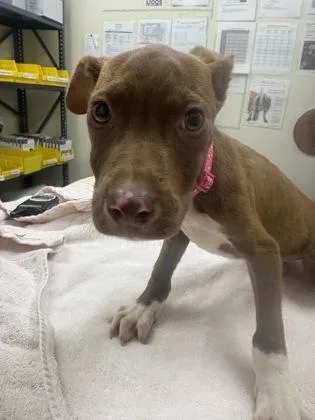 A baby medium-sized female Brown / Chocolate Mixed Breed dog named Peanut for adoption in Charleston, SC