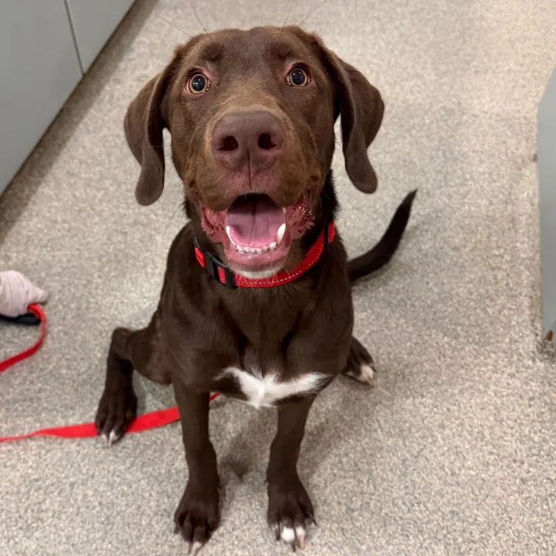 A young medium-sized female Brown / Chocolate Mixed Breed dog named Aja for adoption in Jacksonville, FL