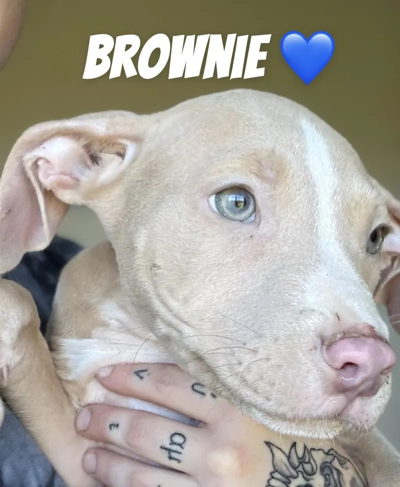 A baby large-sized male Gray / Blue / Silver Pit Bull Terrier dog named Brownie for adoption in Felton, PA