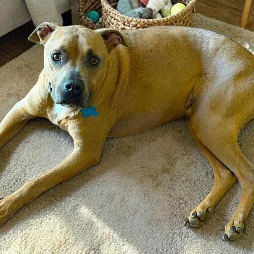 A young medium-sized male Yellow / Tan / Blond / Fawn Mixed Breed dog named Tucker for adoption in Memphis, TN