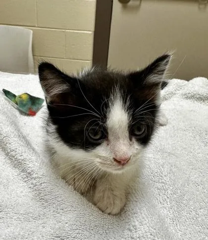 A baby small-sized male Domestic Short Hair cat named Kameron for adoption in Westland, MI