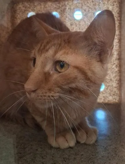 An adult large-sized male Domestic Short Hair cat named Catillac for adoption in Lafayette, IN