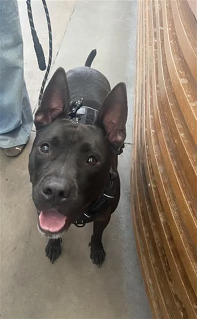 An adult large-sized male Mixed Breed dog named Tyler for adoption in Dallas, TX