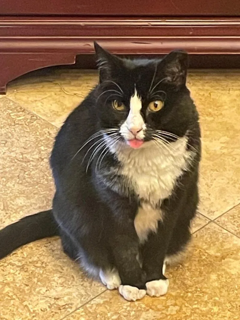 An adult medium-sized female Domestic Short Hair cat named Kloe Pepper for adoption in Chandler, AZ