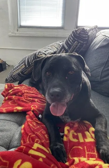 An adult large-sized male Black Mixed Breed dog named Percy for adoption in Kansas City, MO