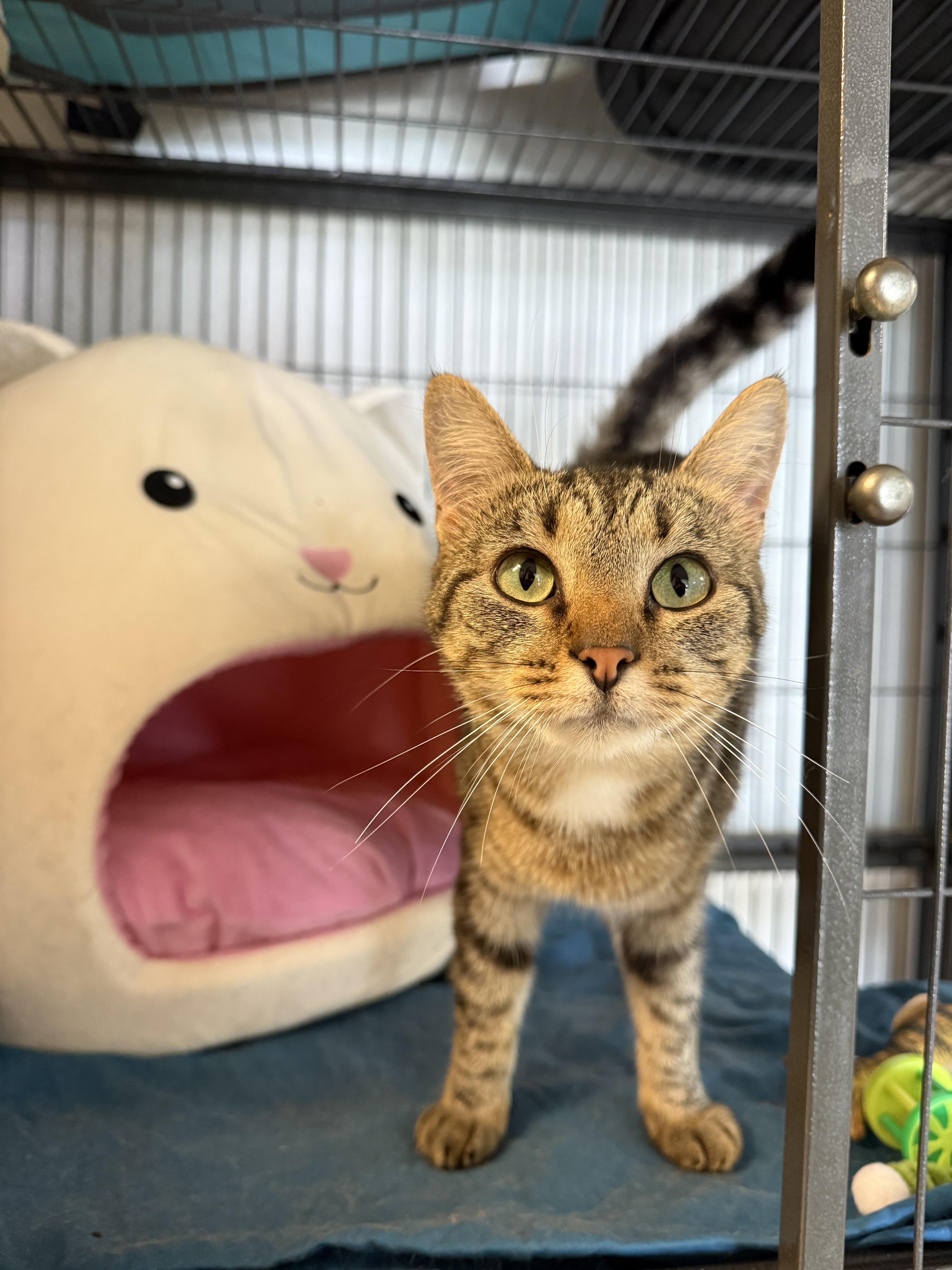 A young medium-sized female Tabby (Brown / Chocolate) Domestic Short Hair cat named Savannah for adoption in Hendersonville, TN