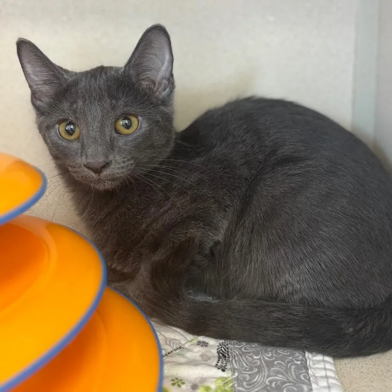 A young small-sized female Gray / Blue / Silver Domestic Short Hair cat named McKinley for adoption in Marshalltown, IA
