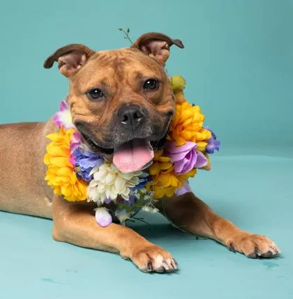 An adult large-sized female Mixed Breed dog named Angel Eyes for adoption in Atlanta, GA