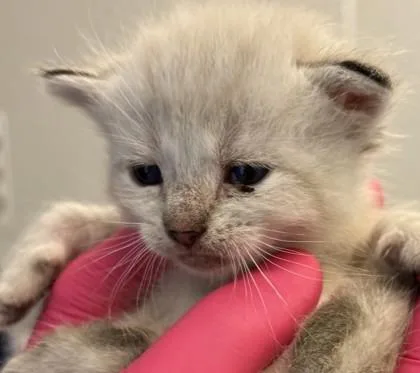 A baby small-sized male Domestic Short Hair cat named Jasper for adoption in Lafayette, IN