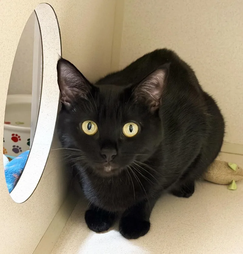 A young medium-sized female Black Domestic Short Hair cat named Ember for adoption in San Clemente, CA