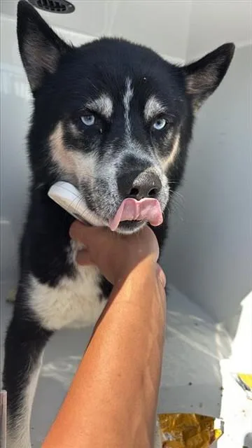 A young large-sized male Siberian Husky dog named A for adoption in Houston, TX