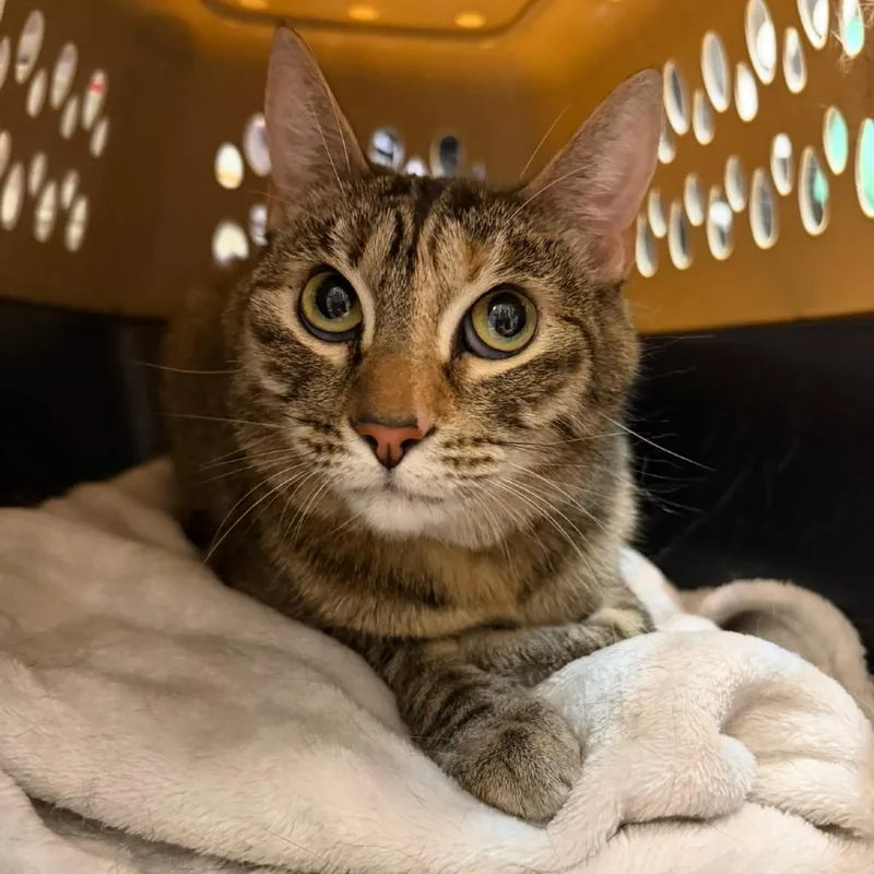 An adult small-sized female Brown / Chocolate Domestic Short Hair cat named Clementine for adoption in Las Vegas, NV