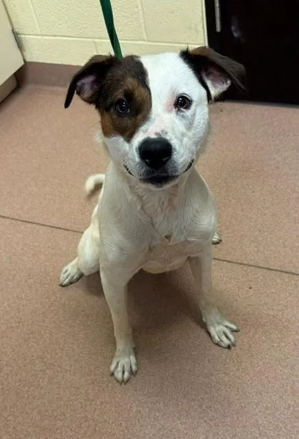 A young medium-sized male Pit Bull Terrier dog named Burk for adoption in Cookeville, TN