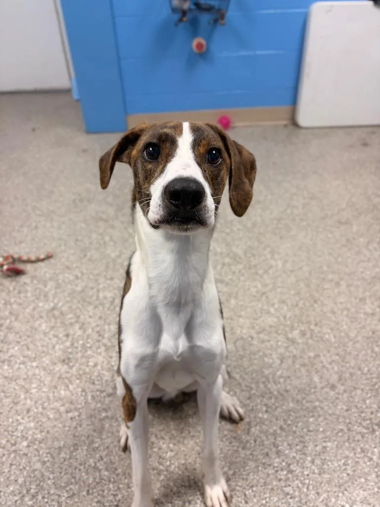 A young medium-sized male Hound dog named Nathan for adoption in Blountville, TN