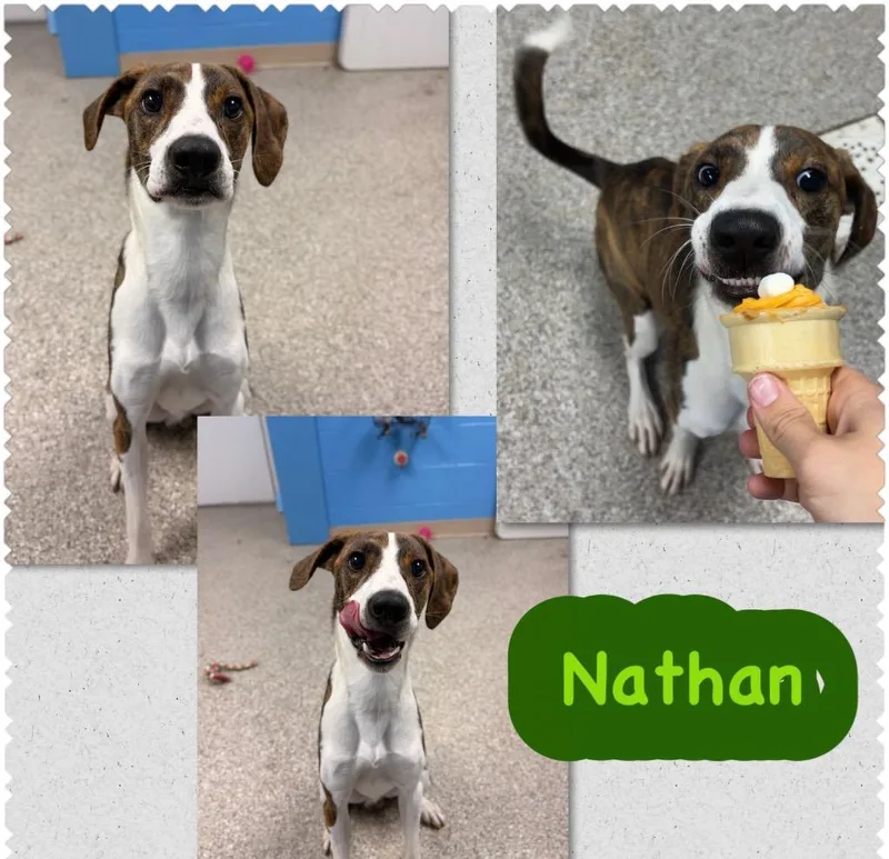 Nathan thumbnail 2