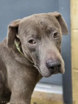 An adult large-sized male Mixed Breed dog named Blue for adoption in Savannah, GA