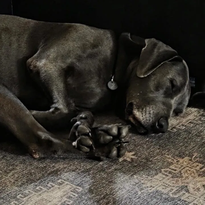 An adult large-sized male Blue Lacy dog named Chewy for adoption in Blacksburg, VA