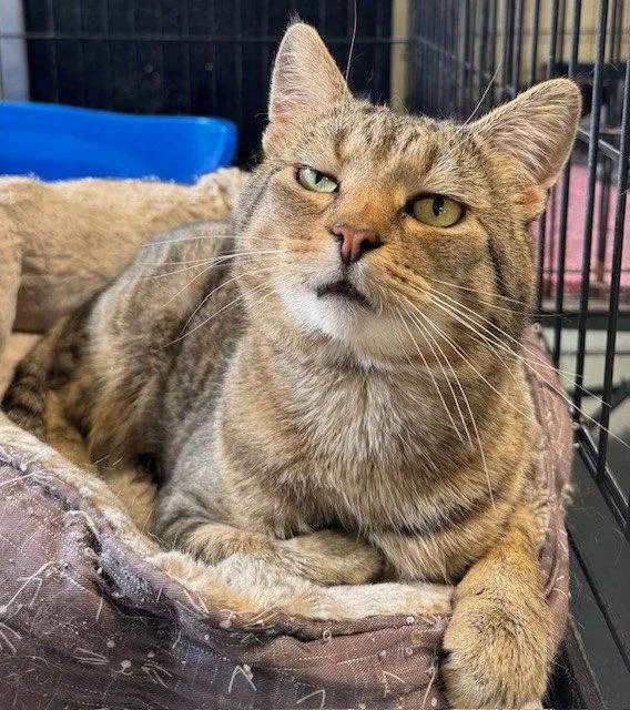 An adult medium-sized male Tabby cat named Jasper for adoption in Apollo, PA