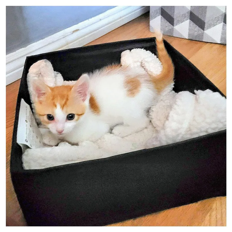 A baby small-sized male Orange / Red Domestic Short Hair cat named Garfield for adoption in Los Angeles, CA